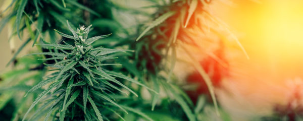 Cannabis indica